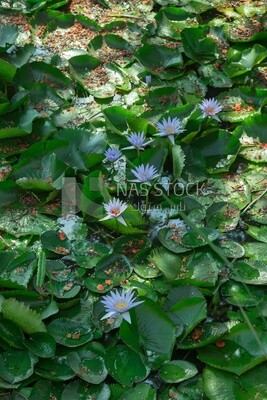 Egyptian water lily flowers in Orman Botanical Garden