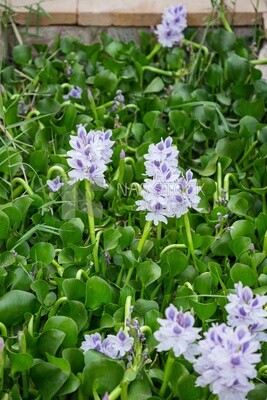 A water rose known as water hyacinth
