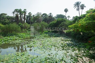 Landscape of a lake with lotus flowers surrounded by trees and palm trees  in Orman Garden