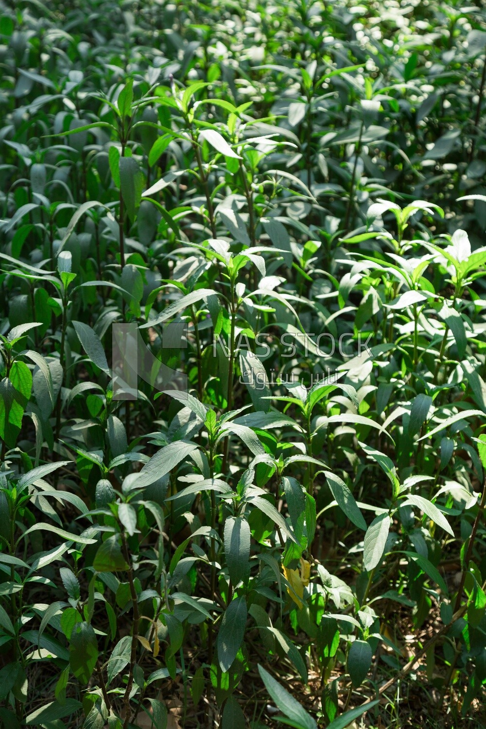 Green Ayapana Plants in Orman garden, Cairo, Egypt