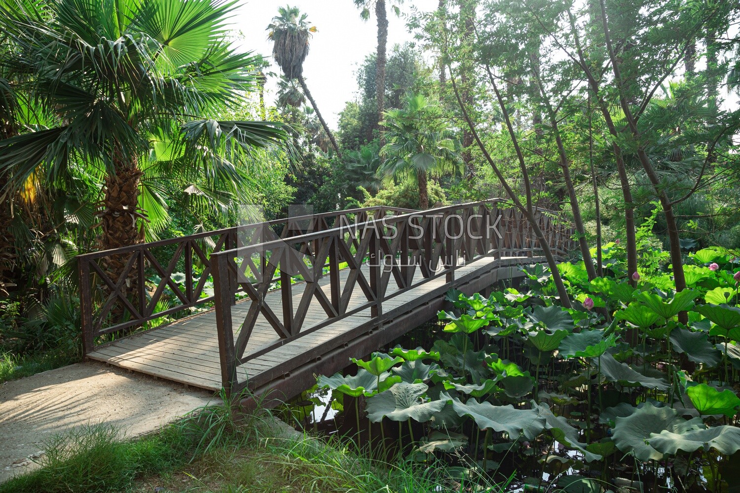 Wooden bridge passing through trees and plants in Orman Garden
