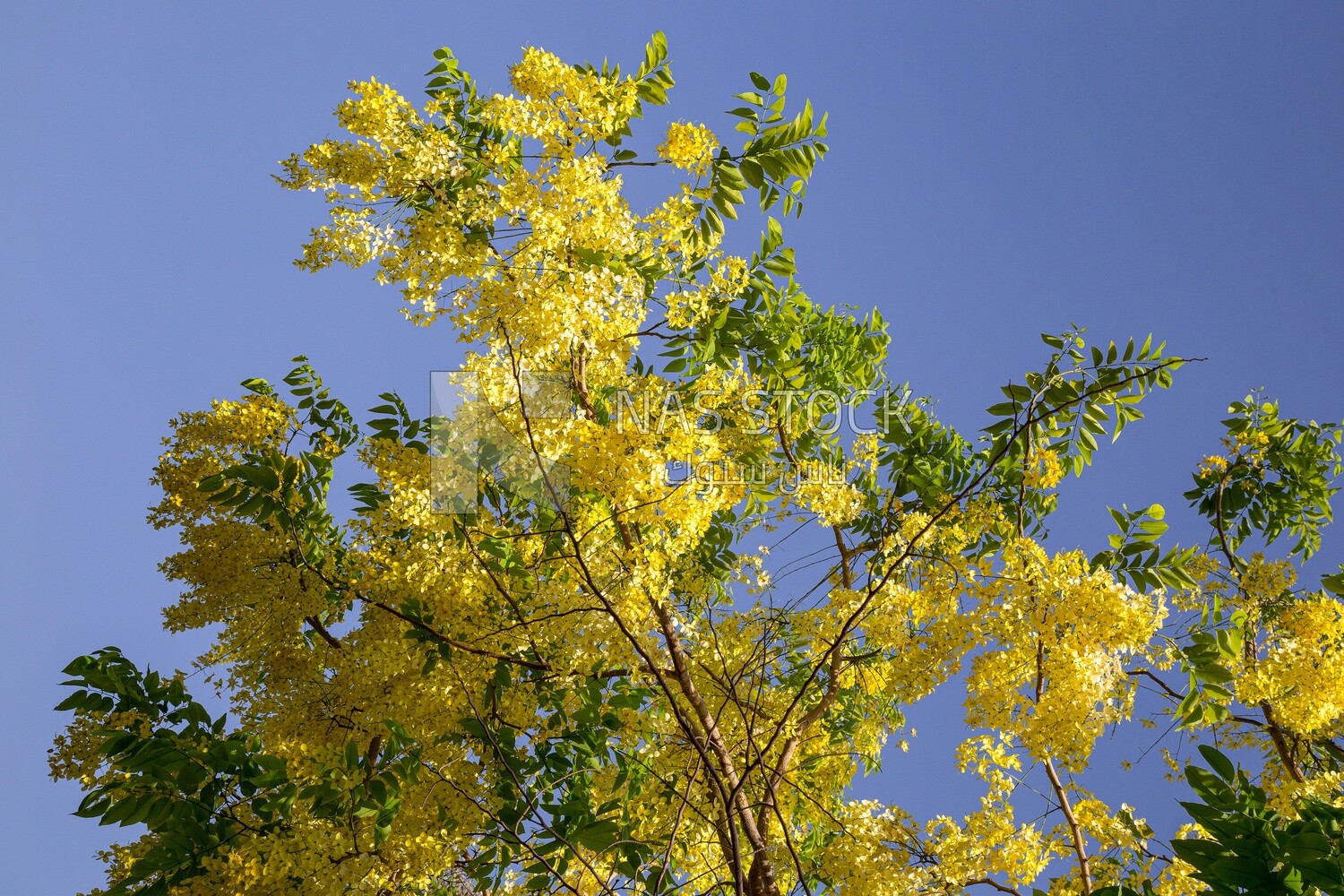 Tree of Golden shower flower or Cassia fistula