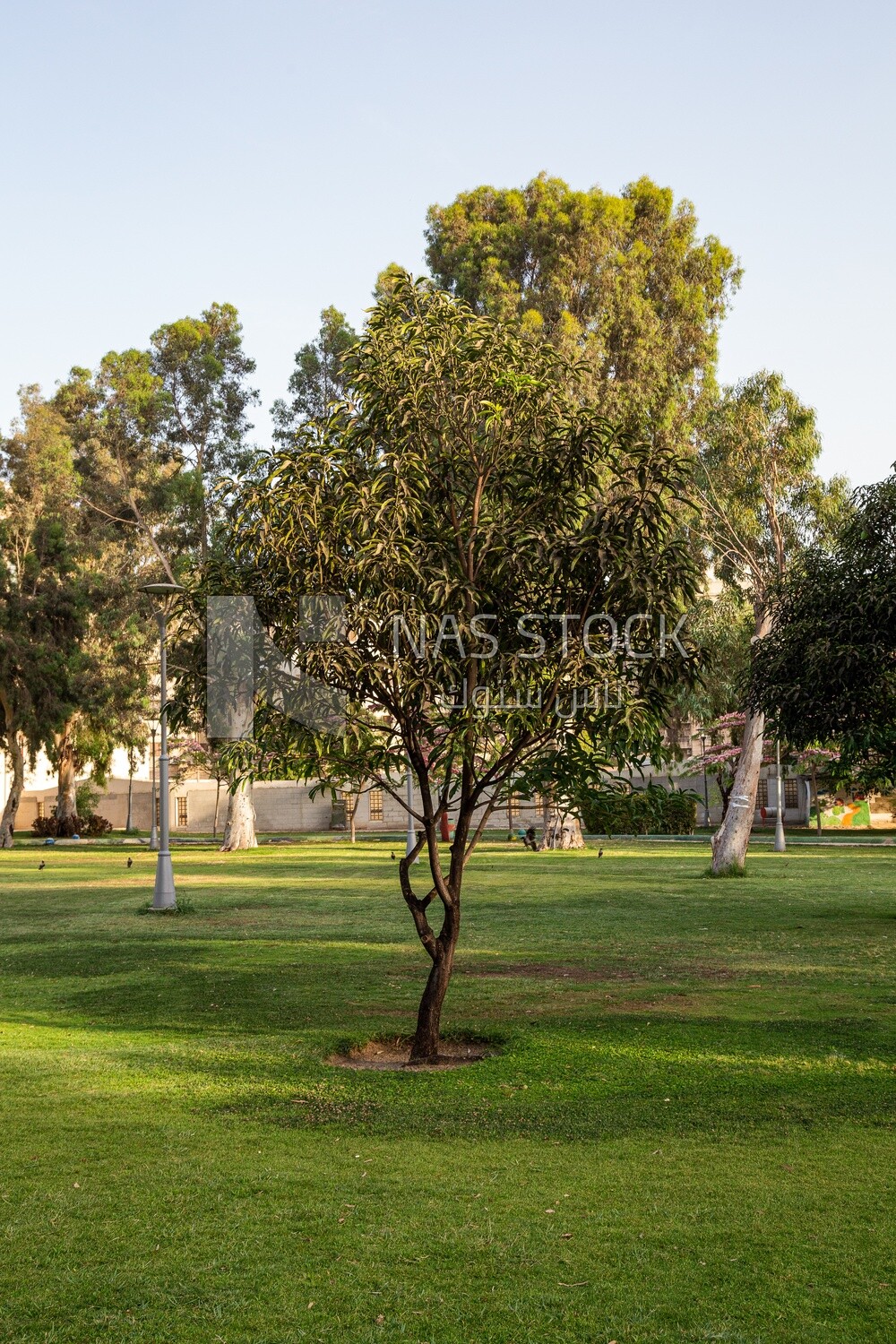A small tree in a garden