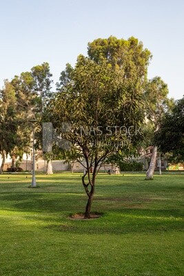 A small tree in a garden