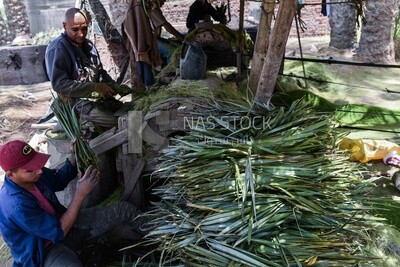 Egyptian craftsmen making palm fronds