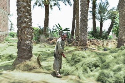 A man collects palm fronds after processing them