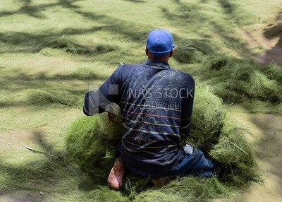 A man collects palm fronds after processing them