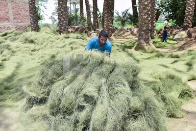 A man collects palm fronds after processing them