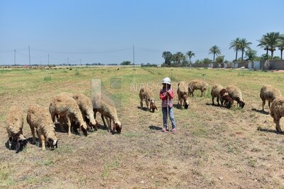 Little village girl standing among sheep