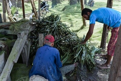One of the stages of processing and manufacturing palm fronds