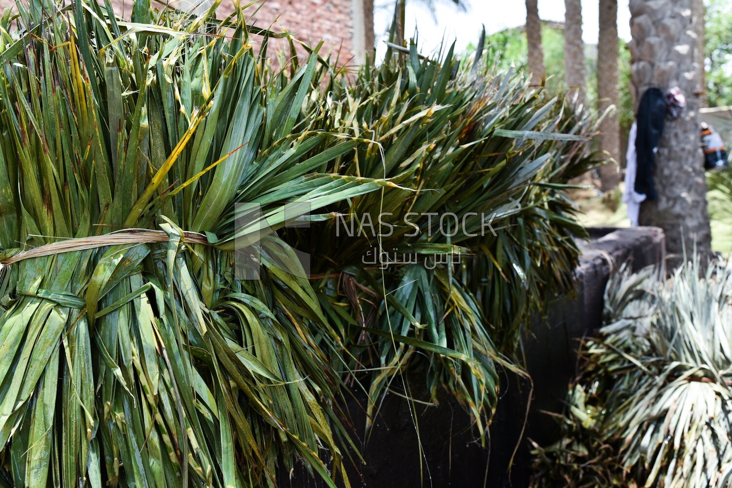 Bunch of palm leaves