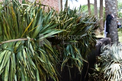 Bunch of palm leaves