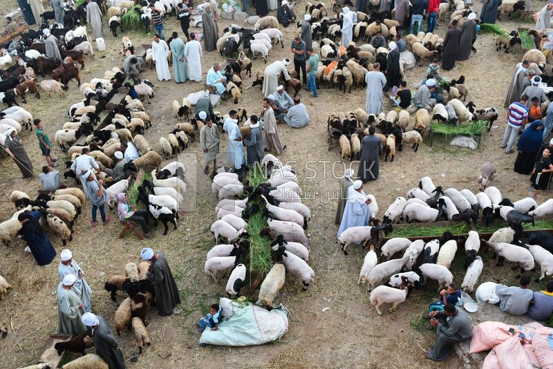 Sheep market in Sharkia, Egypt