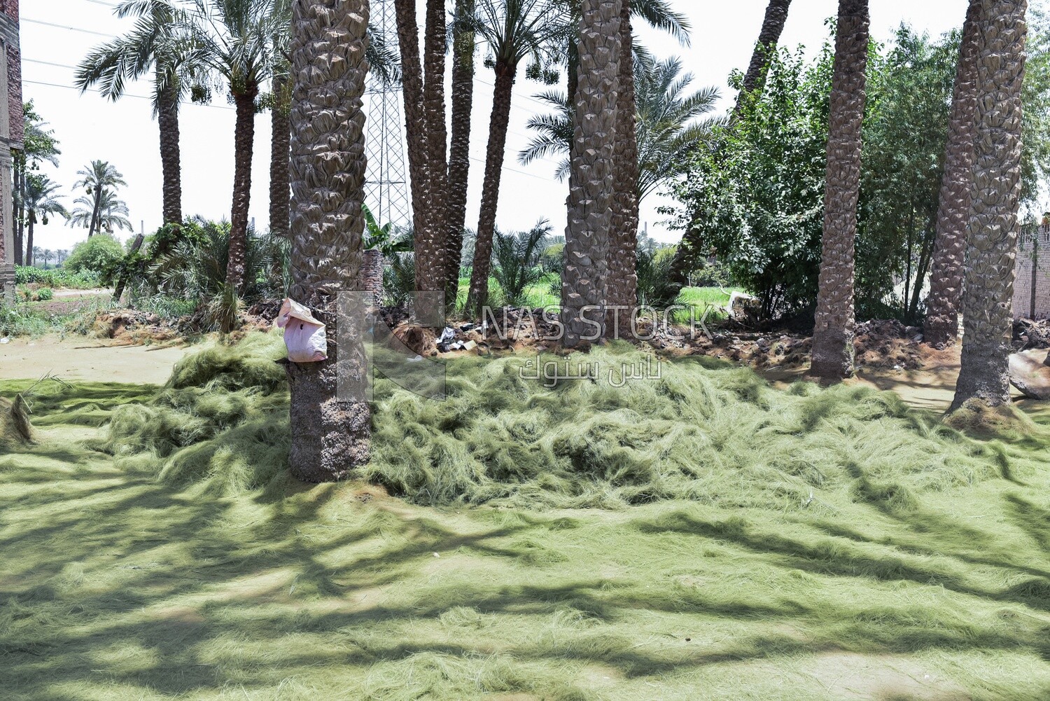A pile of palm fronds after processing them