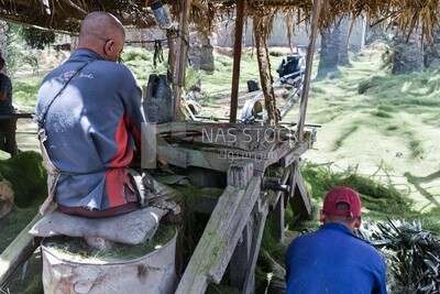 One of the stages of processing and manufacturing palm fronds