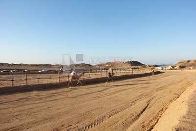 Camel race between Bedouin men