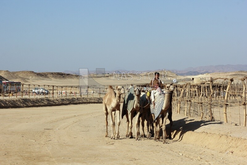 Bedouin boy grazing camels in the desert
