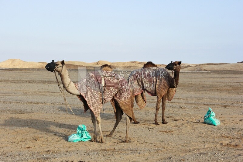 Bedouin camels standing in the desert
