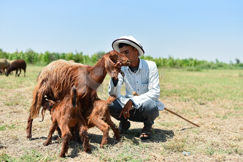 The farmer helps the baby goats to nurse
