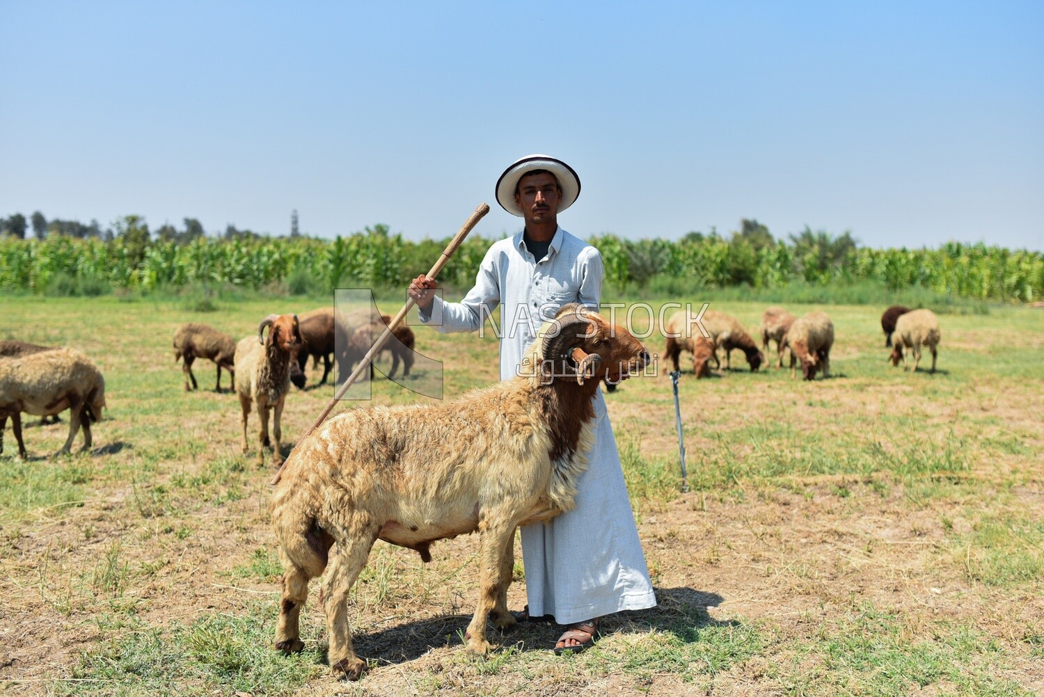 The scene of a shepherd among sheep