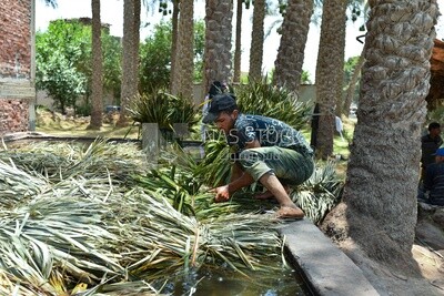 Craftsman cleaning bunches of palm fronds