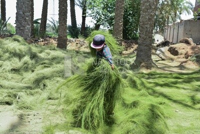 A man collects palm fronds after processing them