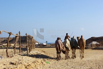 Bedouin boy grazing camels in the desert