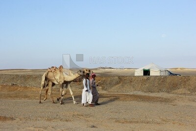 Two Bedouin men walking with camels in the desert