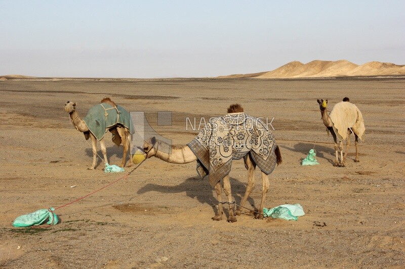 Bedouin camels standing in the desert
