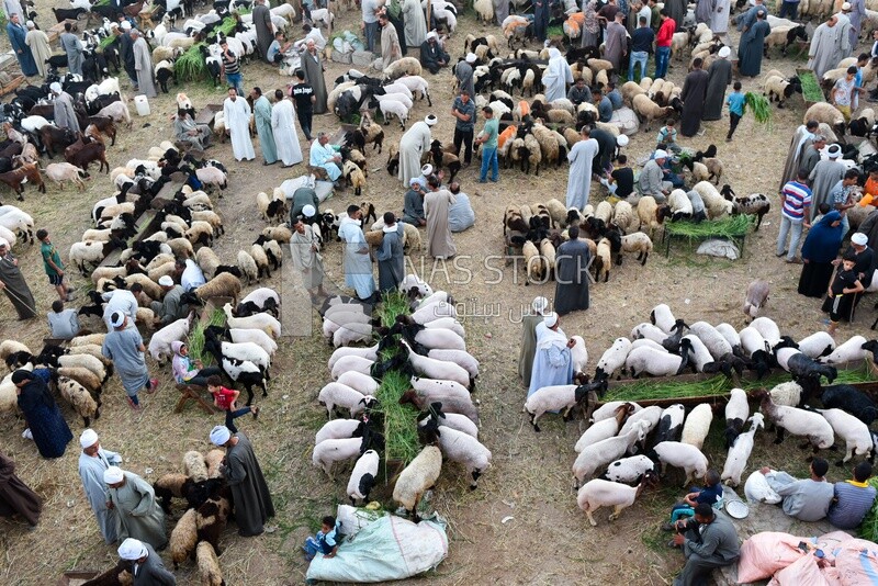 Sheep market in Sharkia, Egypt