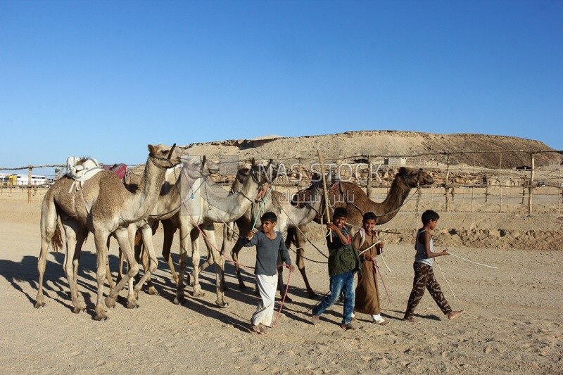 Bedouin children grazing camels in the desert