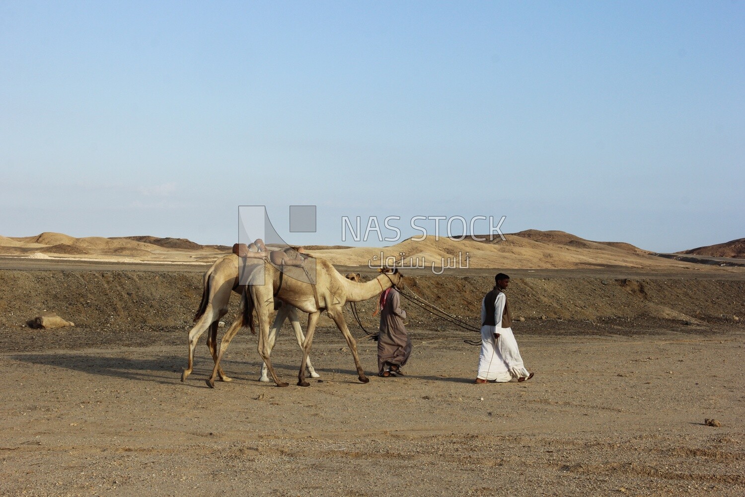 Two Bedouin men walking with camels in the desert