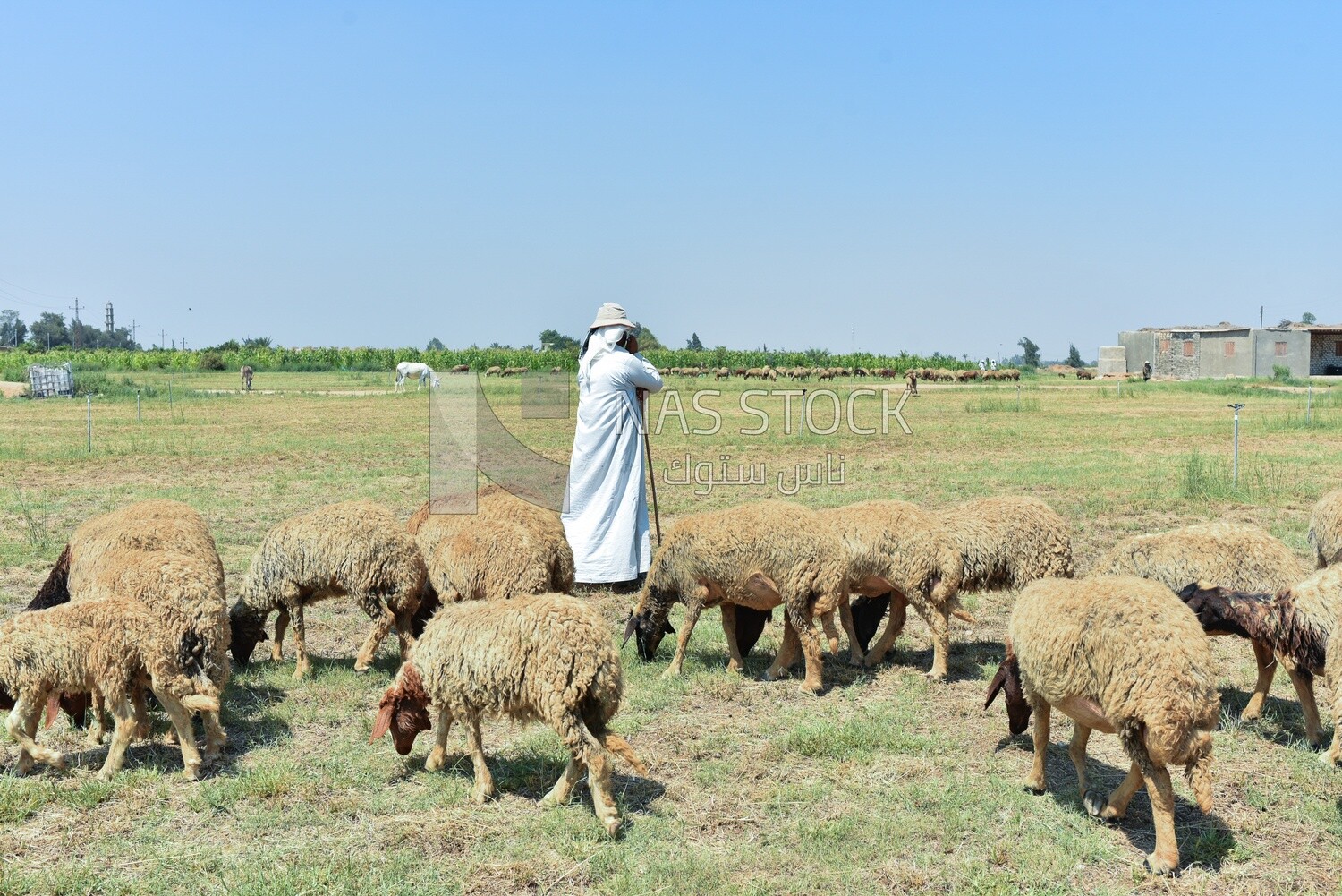 The scene of a shepherd among sheep