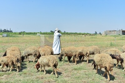 The scene of a shepherd among sheep