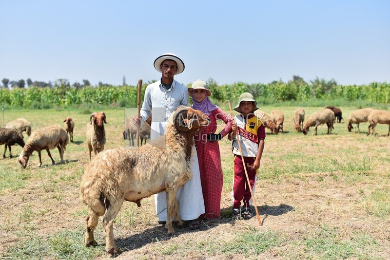 The scene of a simple village family herding sheep