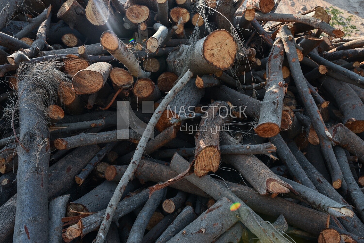 Group of thick wood