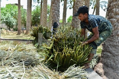 Craftsman cleaning bunches of palm fronds