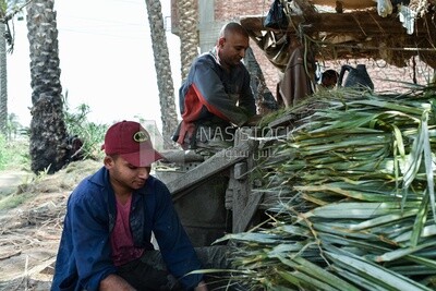 Egyptian craftsmen making palm fronds