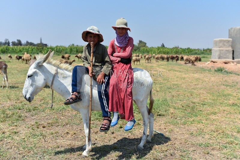 Brother and sister riding a donkey in the pasture among sheep