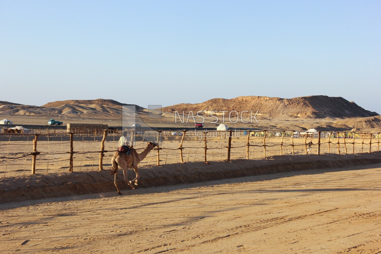 Camel race between Bedouin men