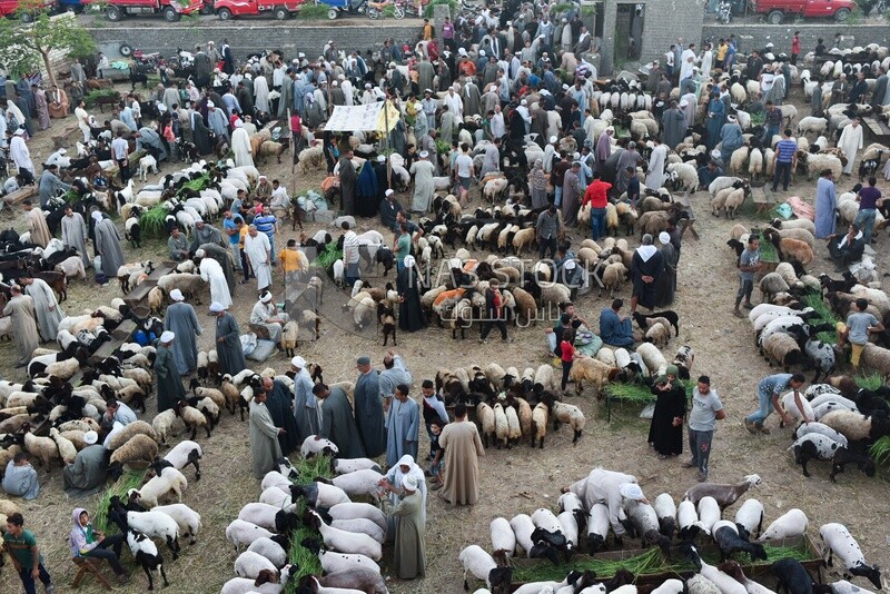 Sheep market in Sharkia, Egypt
