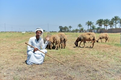 The scene of a shepherd among sheep
