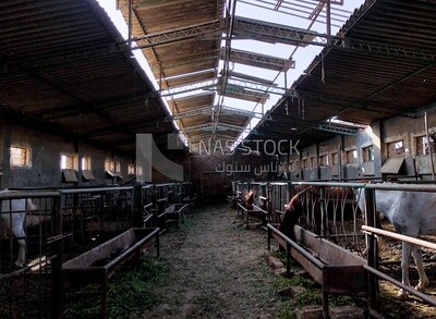 The horses in the stable are eating