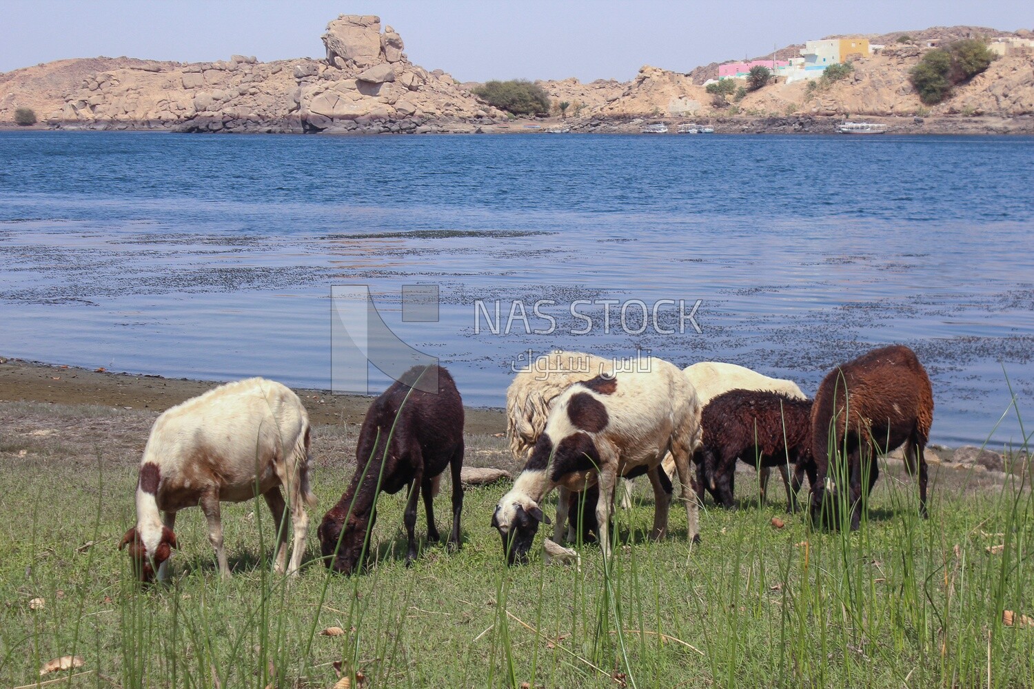 A scene of a group of sheep eating grass from the pasture