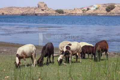 A scene of a group of sheep eating grass from the pasture