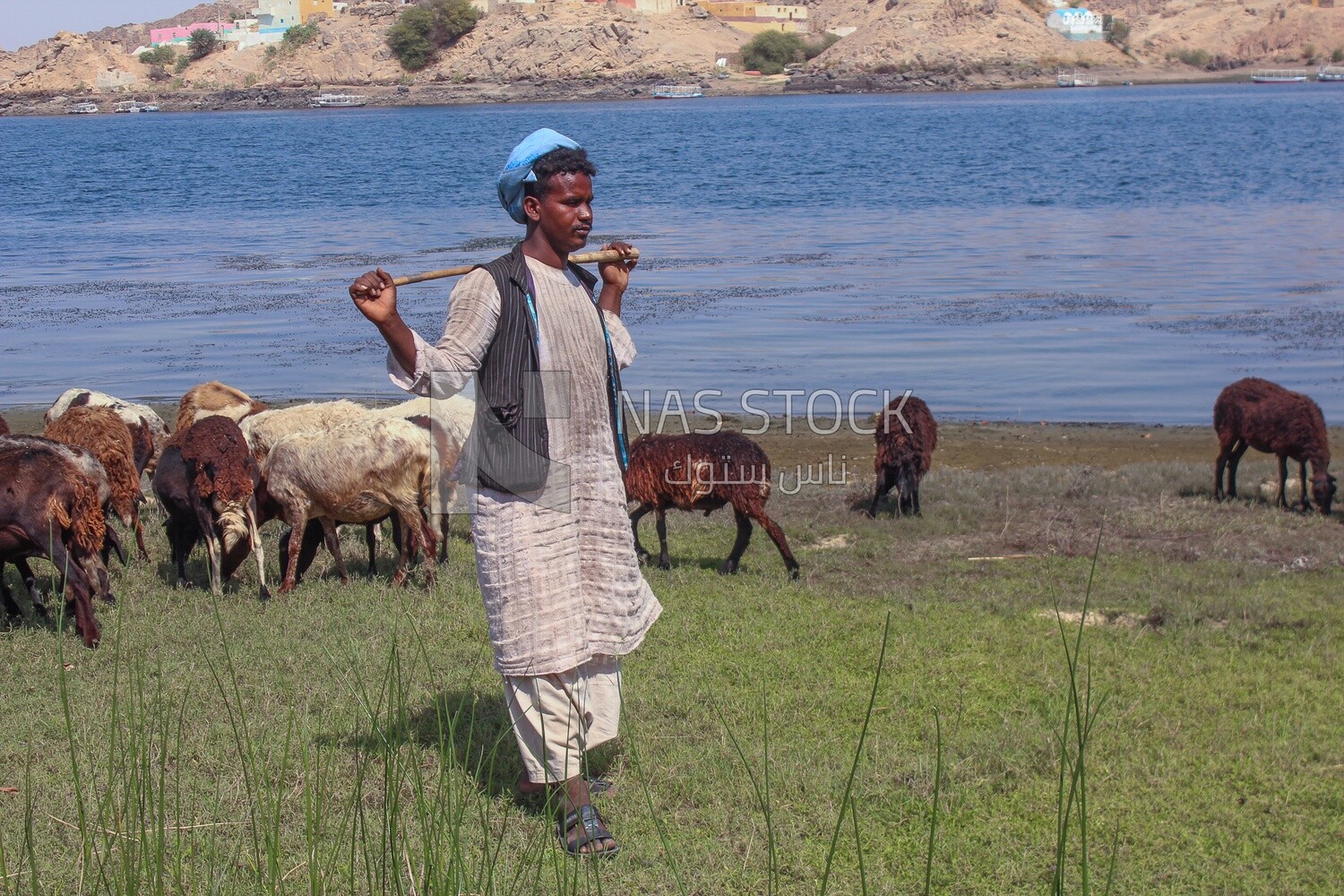 A shepherd standing among his sheep
