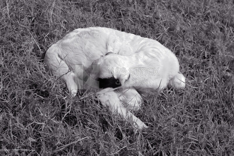 Black and white photo of a baby goat sleeping in the pasture