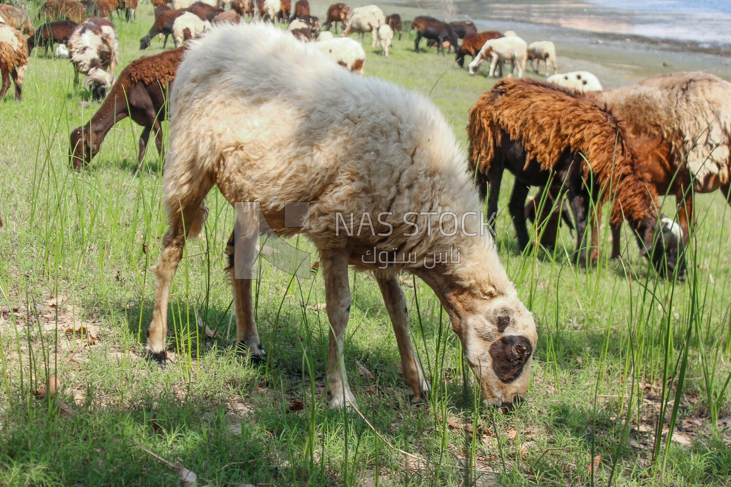 A scene of a group of sheep eating grass from the pasture