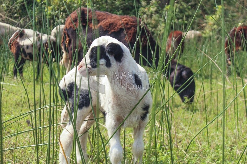 White goat in the pasture