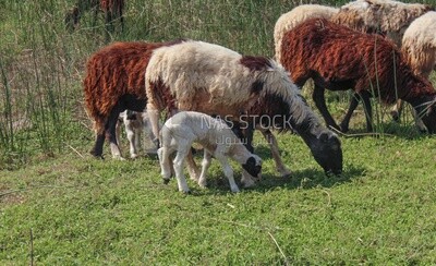 Little goat is eating near its mother